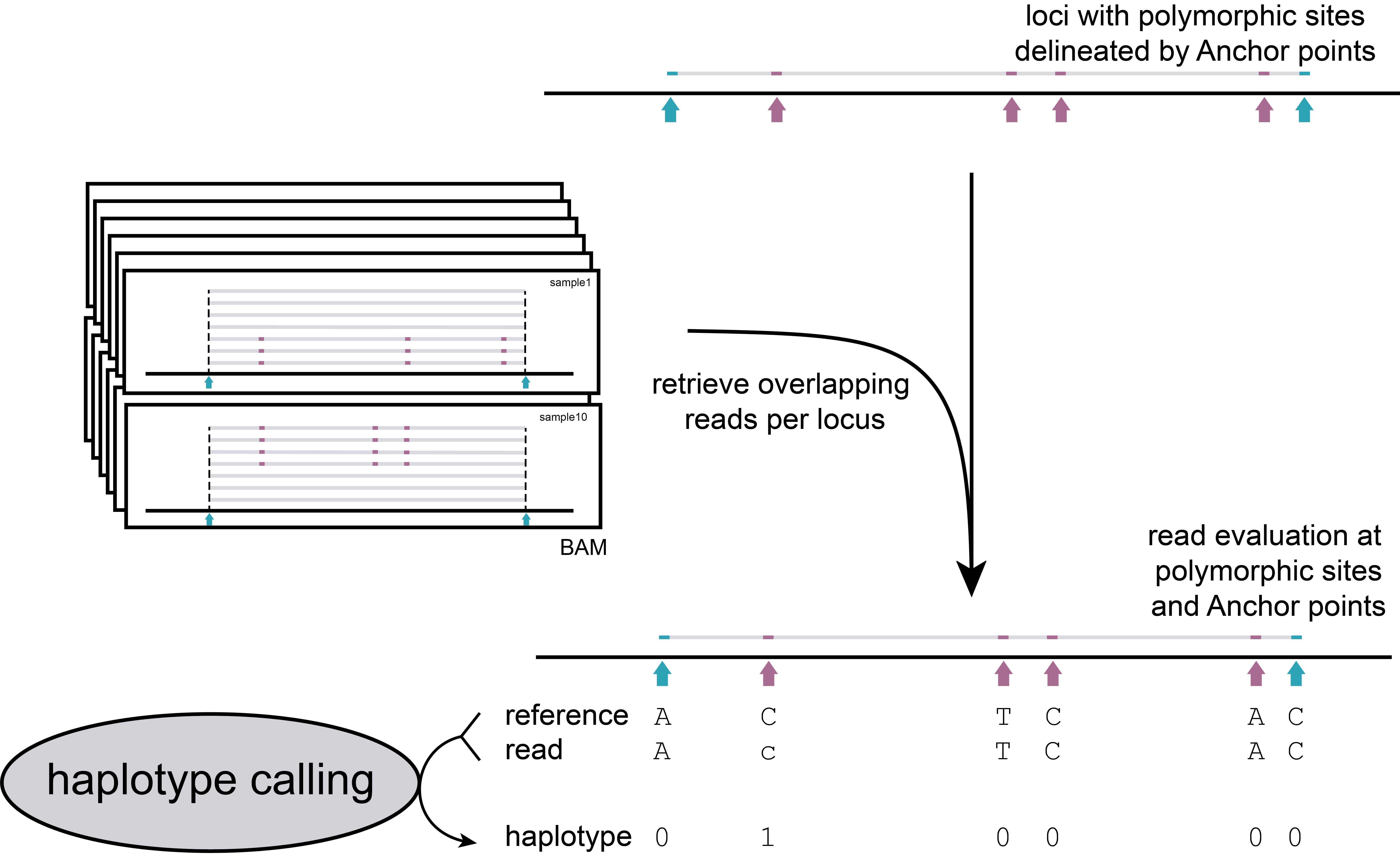../../../_images/SMAP_haplotype_step2_AS.png