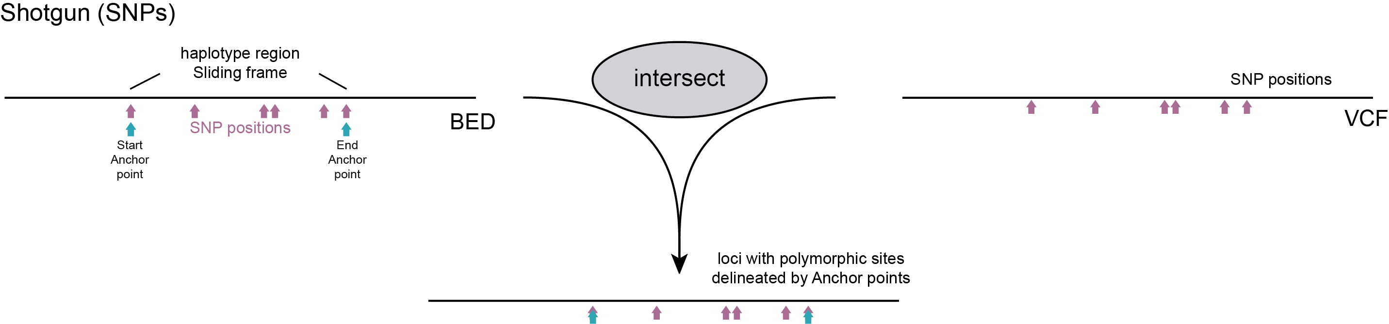 ../../../_images/SMAP_haplotype_step2_Shotgun_SNP.png