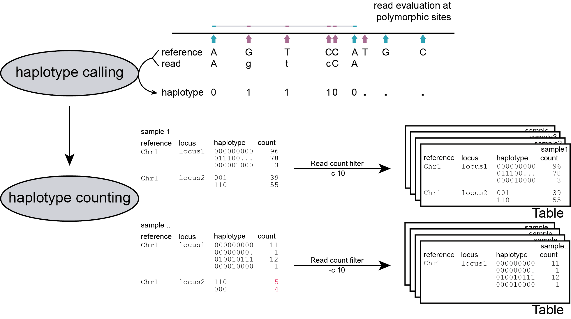 ../../../_images/SMAP_haplotype_step3.png