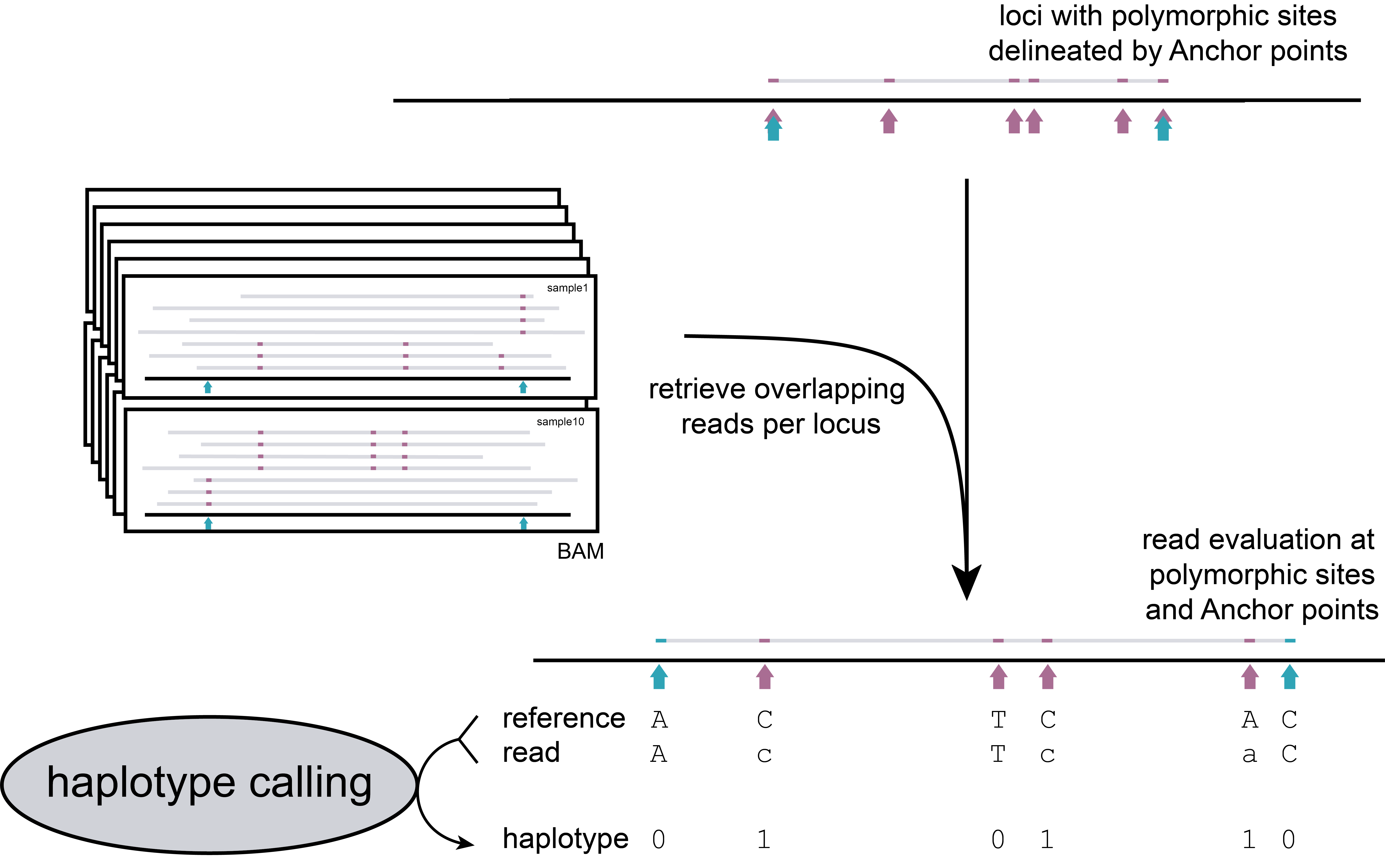 ../../../_images/SMAP_haplotype_step3_Shotgun.png
