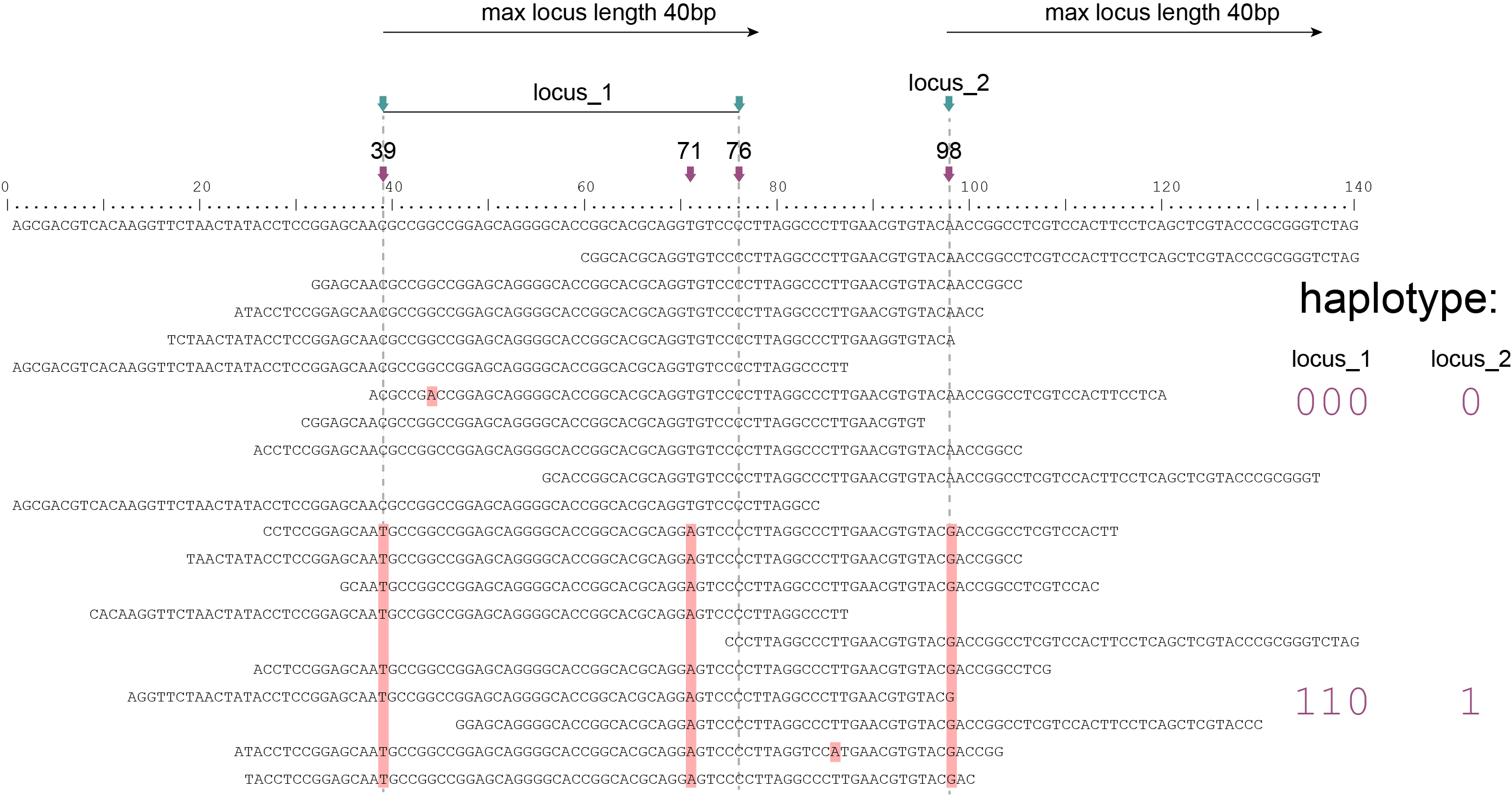../../../_images/Sample1_haplo_Shotgun_SNP_non-overlappingFrames_40bp.png