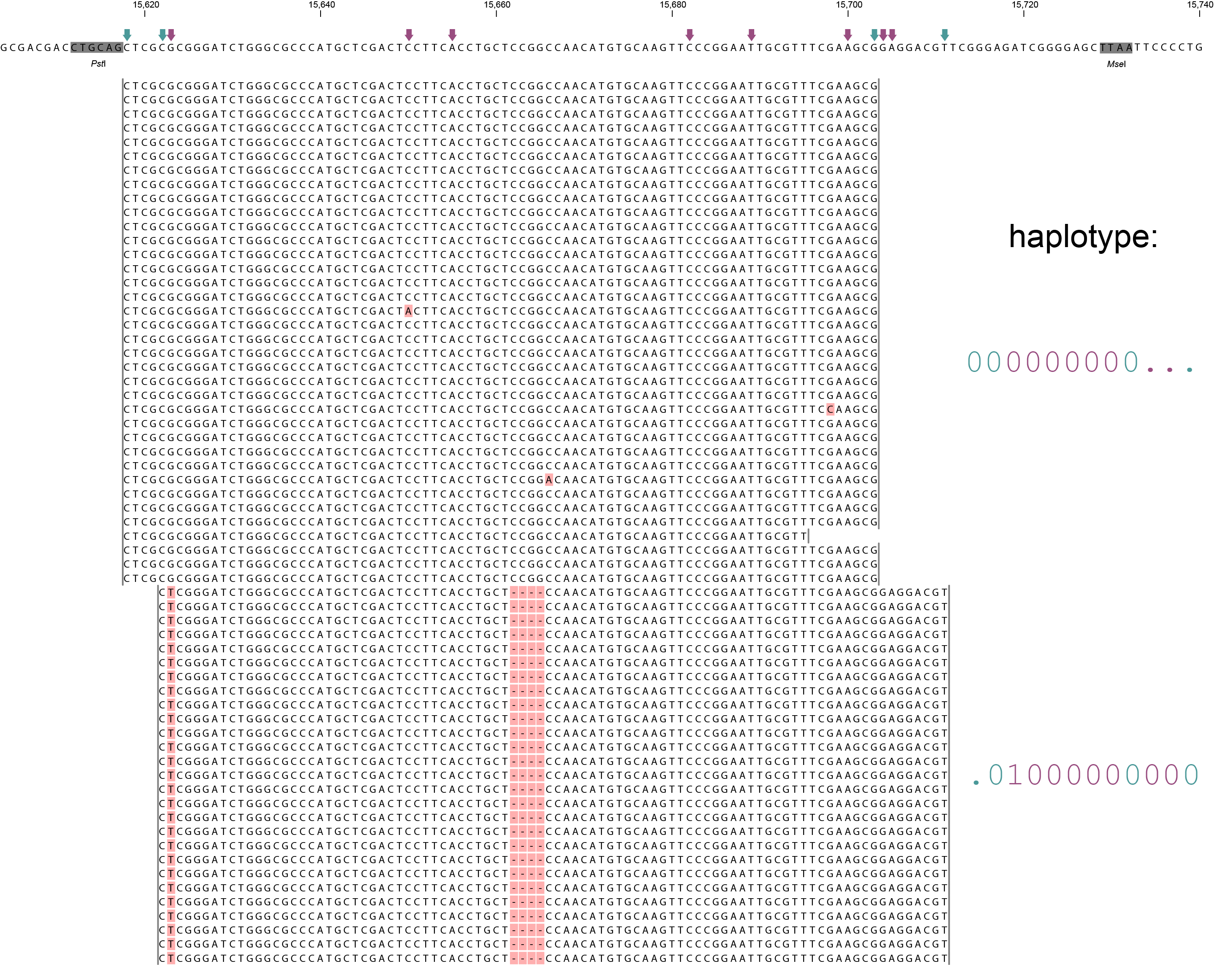 ../../../_images/scaffold_10030_Sample1_haplo_new.png
