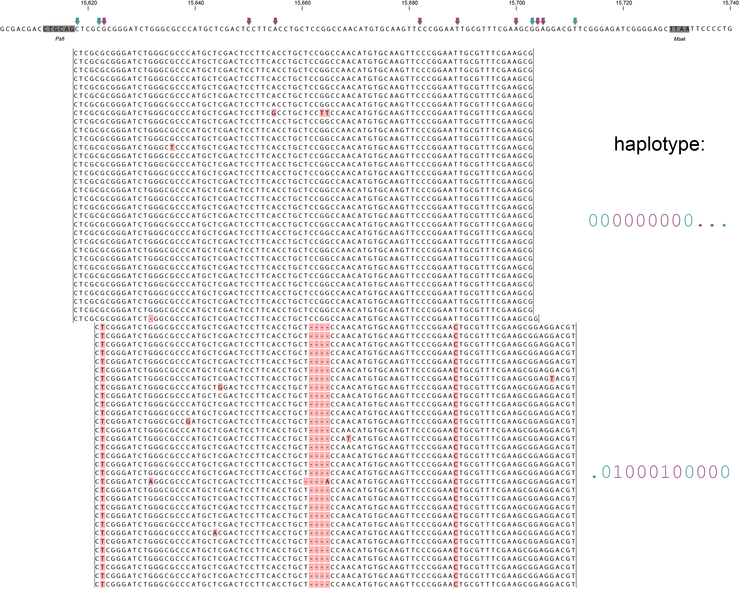 ../../../_images/scaffold_10030_Sample2_haplo_new.png