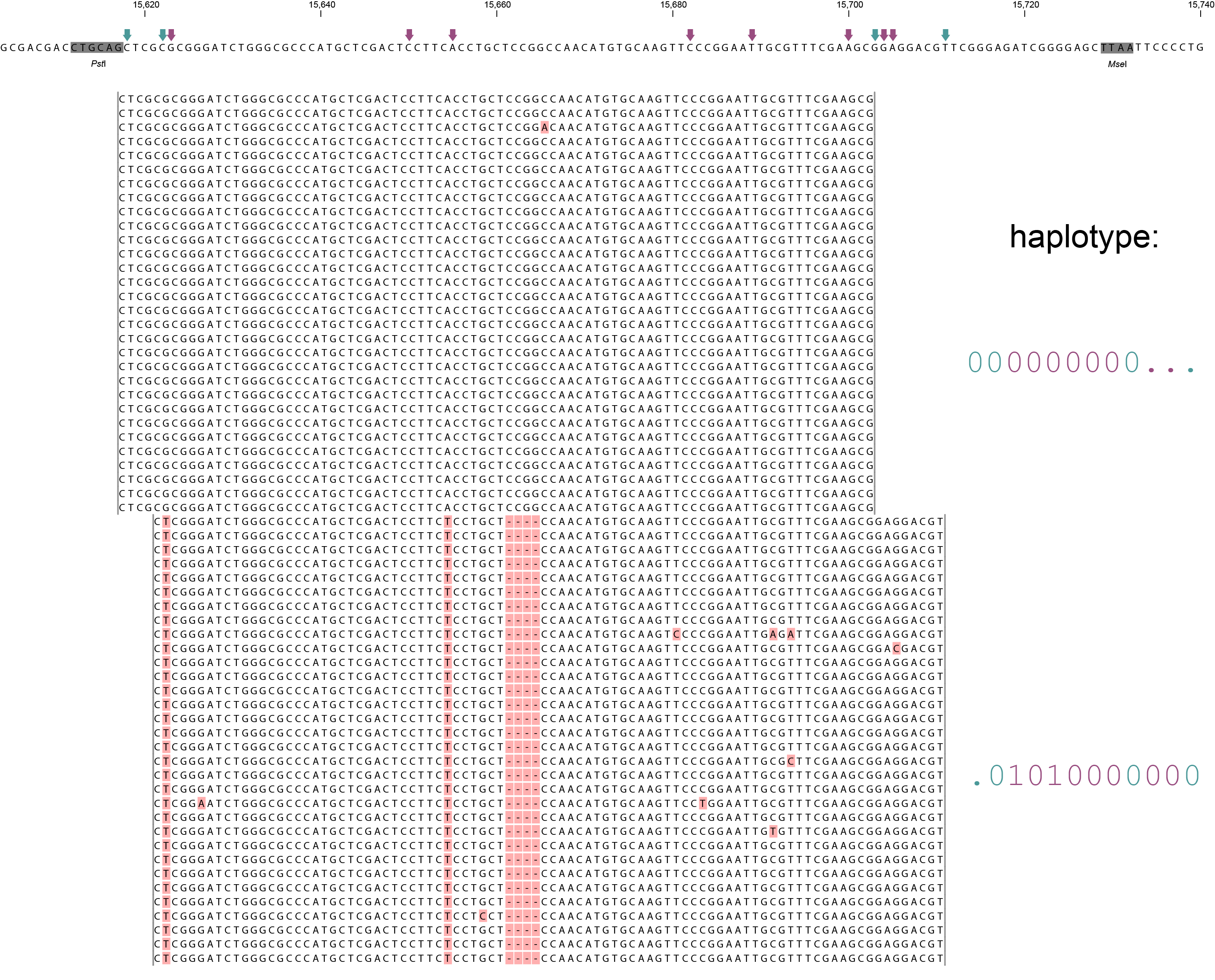../../../_images/scaffold_10030_Sample5_haplo_new.png